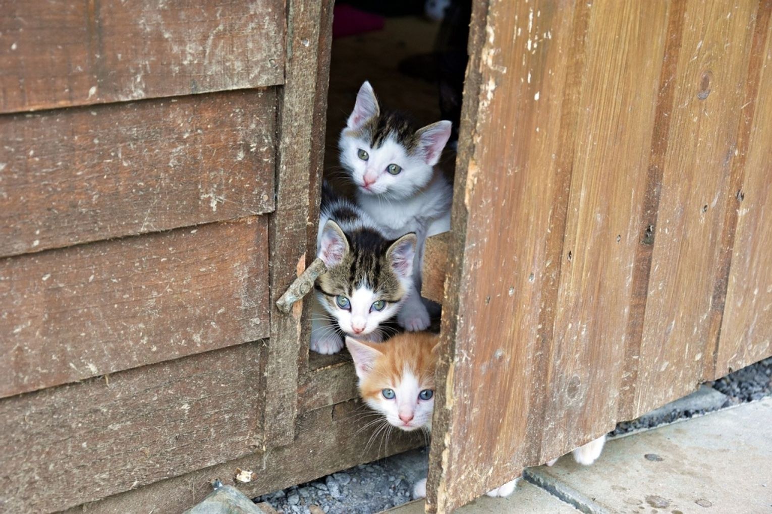 Feeding stray cats outdoors