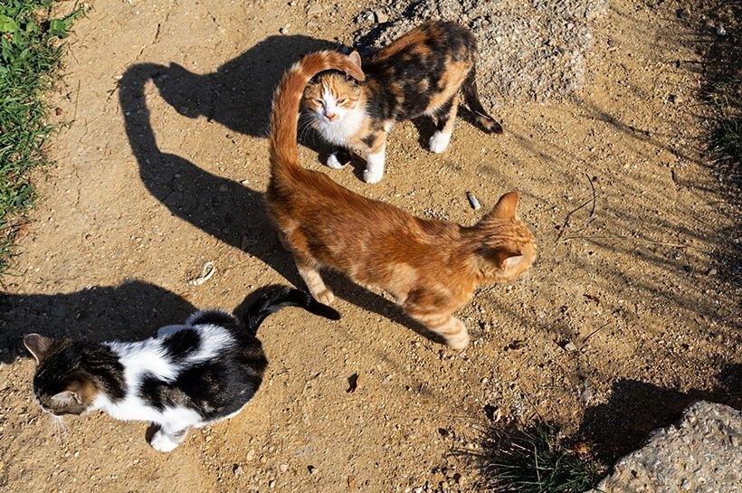 Three cats — ginger, tabby-and-white, and black-and-white — on a sunlit path