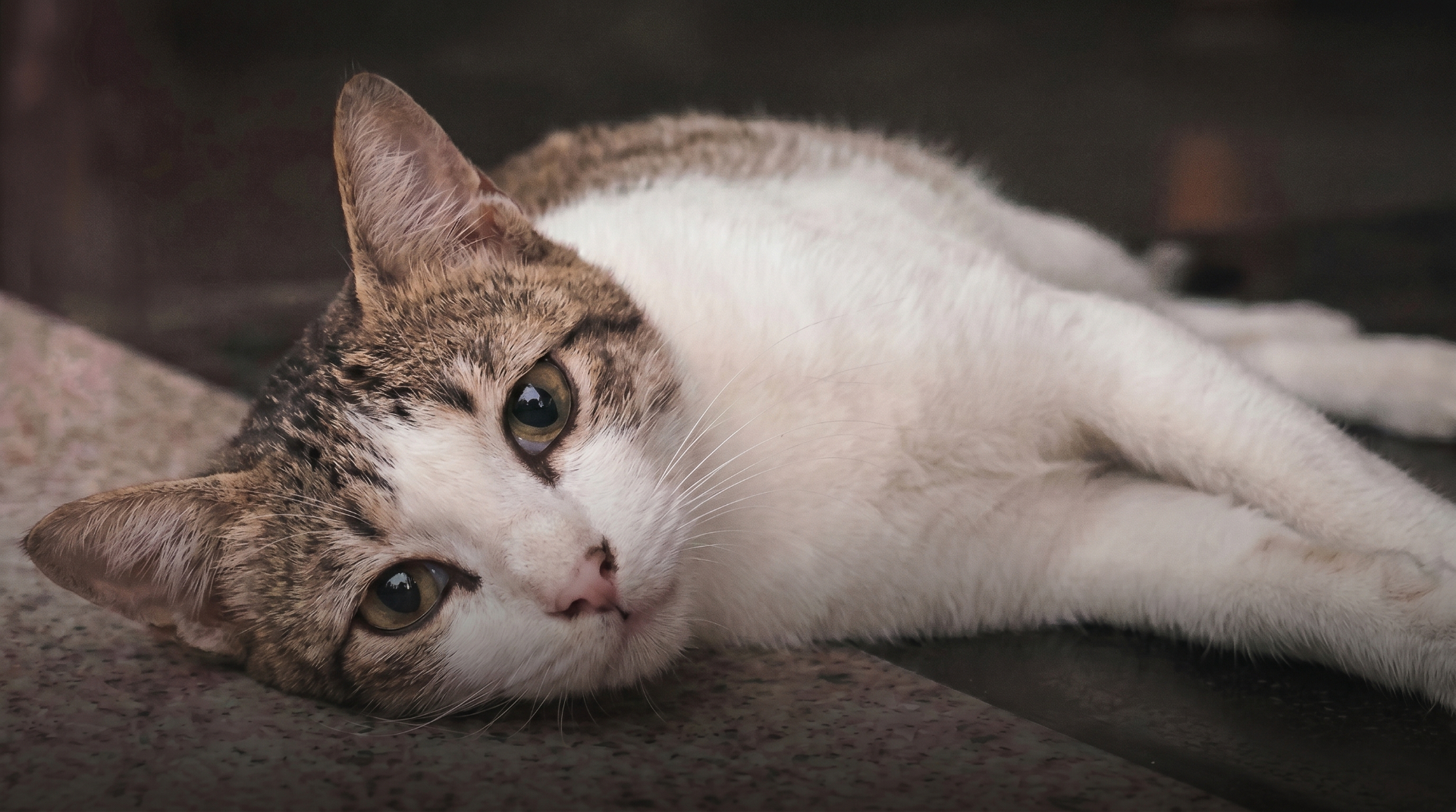 A tabby and white cat lying down and looking at the camera